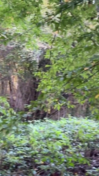 Conocí Pervertida Chica Sumisa Al Aire Libre Y Castigé Su Coño