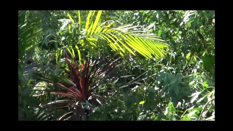 Forte Porno: 맨디와 마크가 뜨거워진다