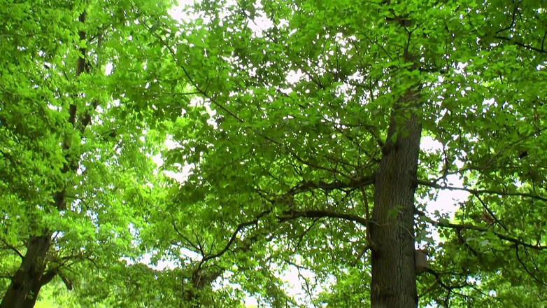 Amateur Pornos XXX: 아마추어 섹스 - 원시와 여과되지 않은