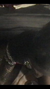Tempo da sola