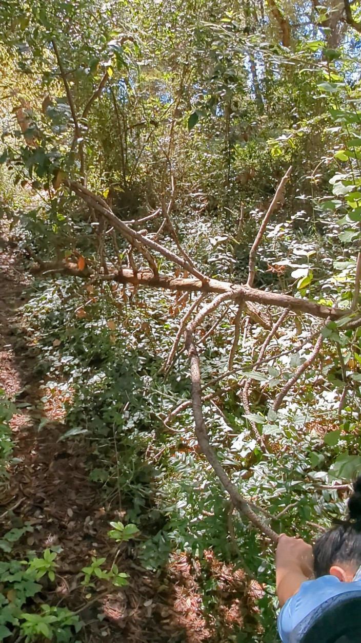 Azur Sun Sea: Cuplu de amatori improvizează un futai brusc în pădure