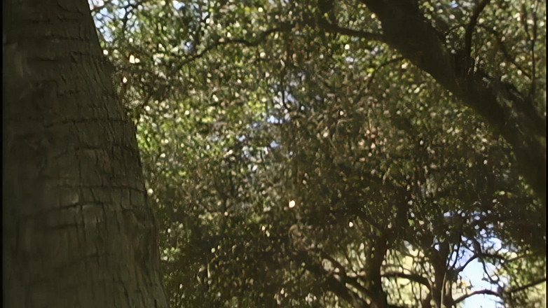 Lesbian Tales: Возбуждающая лесбийская трах-сессия, установленная в центре леса на улице