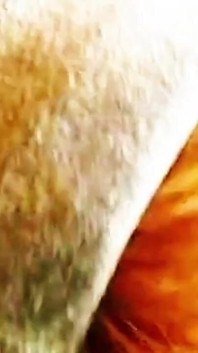 Ibu tiri teman wanita saya memancut mani apabila saya mengongkeknya gaya doggy