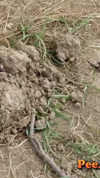 Pișare pe un mușchi de anturi volum uriaș și schimbarea hainele ei umede în aer liber