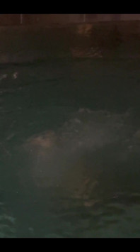 Regarde comme je suis mouillée et en train d’arracher ma culotte après la piscine