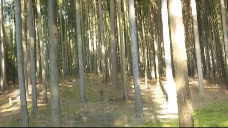 Watch4beauty: Forest Nude