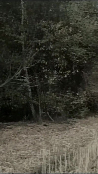 Eles Se Encontram Na Floresta E Em Casa