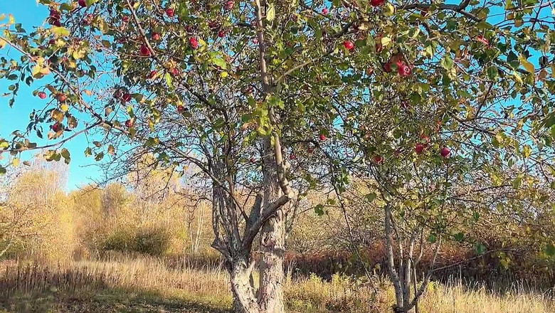 sweethanajapanese: Otevřela chlupatou kundičku v autě a pak vyjeď ven chcaní
