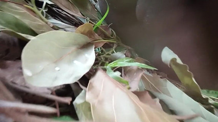 Sexyjayla254: Pancutan mani cepat dalam Shamba