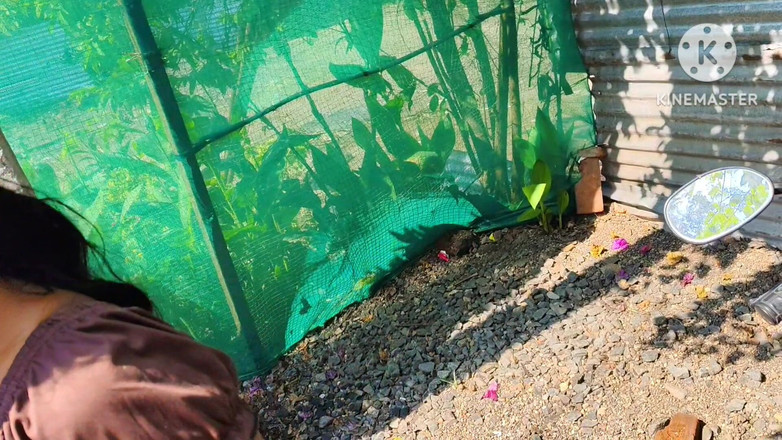 Premi pooja: Dorf-desi-sex