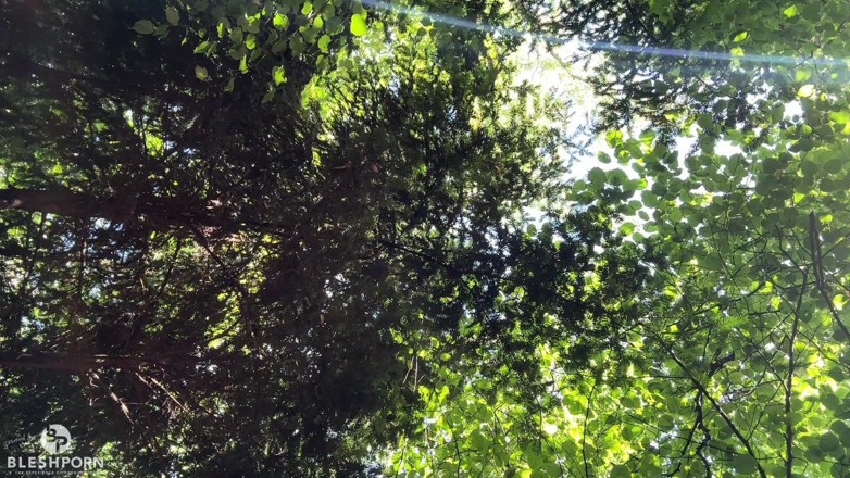 bleshporn: Private Lake Tim Blesh in the Forest