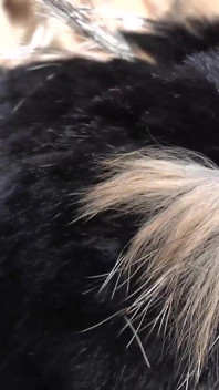 Ejaculation Training: Sniffing and Cumming on a Fur Scarf, Lady Victoria Valente