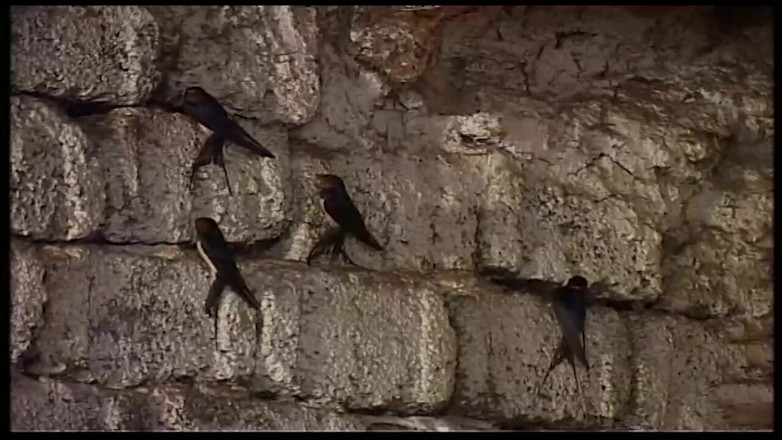 Vintage Movies XXX Best of: 헛간과 야외에서 매혹적인 빈티지 금발 밀프