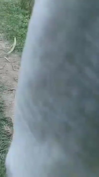Panjabi Desi Boy Forest Outdoor Handjob