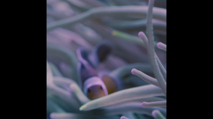 Great J: Ragazzo asiatico gioca da vicino il suo cazzo davanti alla...