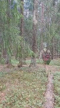 Nackte wanderung im finnischen Forrest