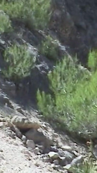 Amateurin auf dem nackten sonnenbad bedeckt
