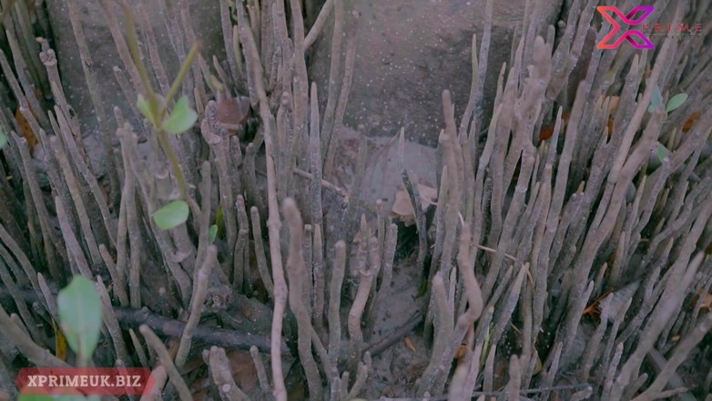 Creative Pervert: セックスでジャングルと温泉Aunty