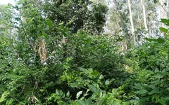 Brother-in-law Took Sister-in-law to the Jungle and Fucked Her a Lot