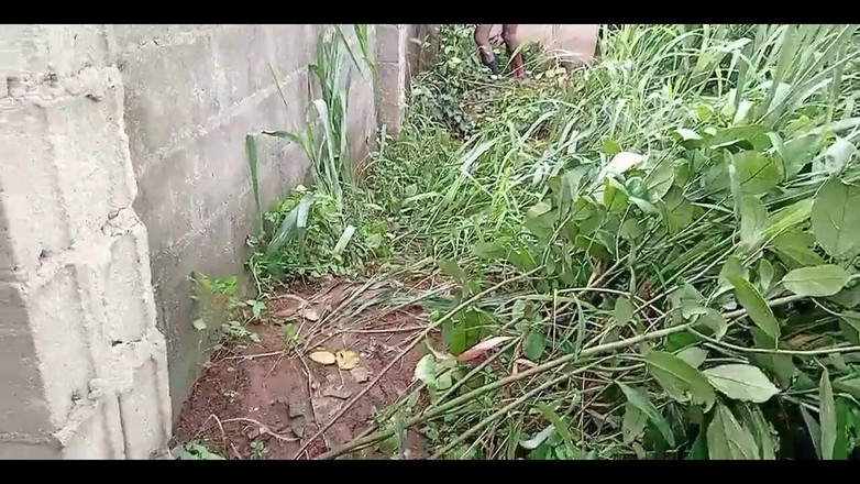 Sexydaddy: Dua pejuh terlihat di peternakan singkong dekat dan gedung yang...