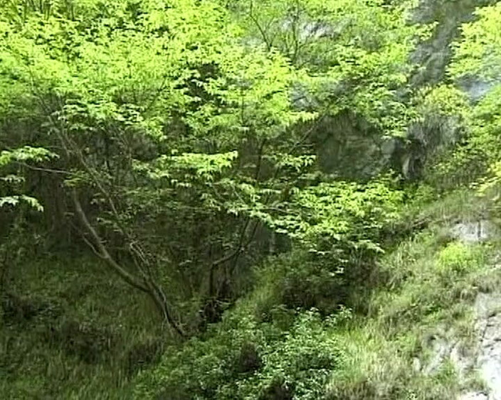 Busty German Sluts: 漂亮的德国荡妇在森林里分享鸡巴