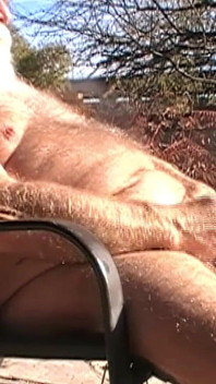 Daddybearaz Stroking Outside