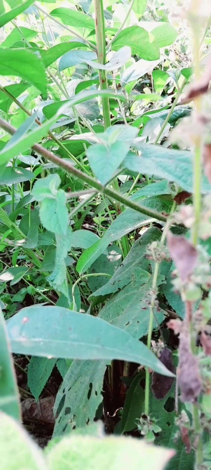 Renudbf: 義理の妹は自分のマンコに指を入れてオナニーしました。義理の妹の素敵なマンコ、地元の女の子がオナニーしました