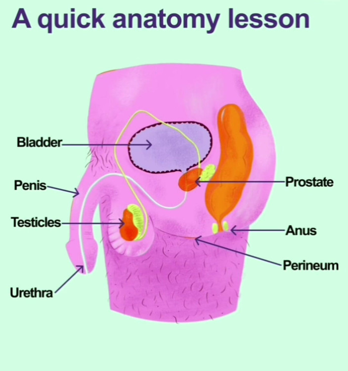 MaleModel: Prostata Orgasams Anal