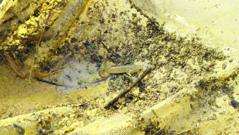 Ankush raj: Cogí a tu hermanastra con el pretexto de caminar en...