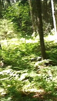 Tombul maceracı yıllar içinde orman gezileri