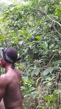 On the Bush Baby