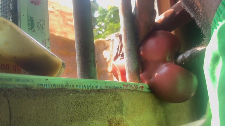 Bangcum8: Mi polla es muy dura, lo hice es más rápido