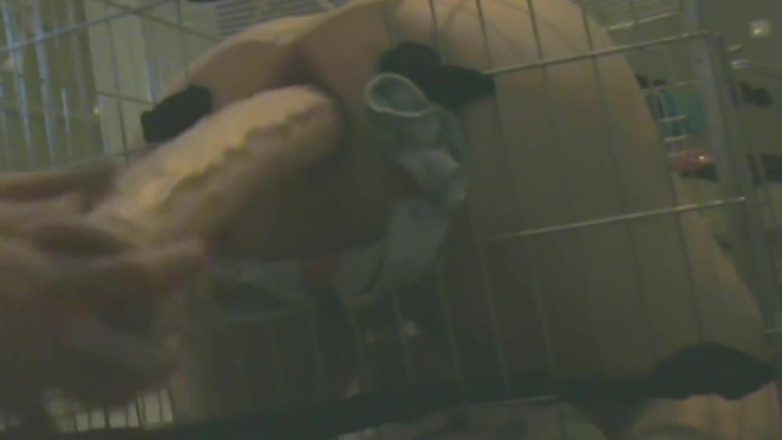 No limit cbt slave: Esclavo En Jaula Es Usado Analmente