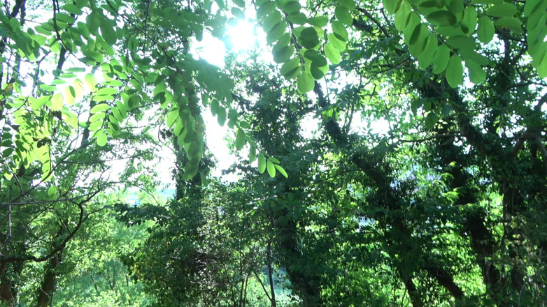The hobby fuckers: MILF berambut coklat dikongkek keras terhadap pokok hutan
