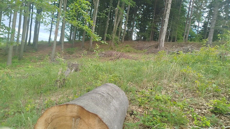 kickerscooter: Salto nella foresta