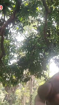 Desi Bangali Boy in Forest Fuk Tree