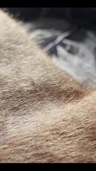 Ginger Fur