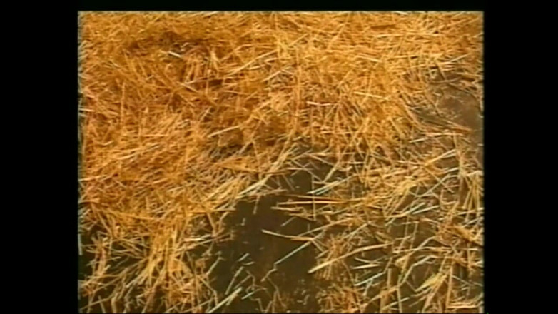 Forte porno TV xxx - (Just the best full movies): Děvka Kaitlyn v přestrojení (film)