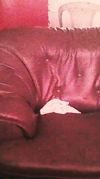 Tổng hợp ghế sofa của Tina
