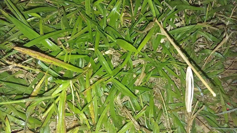 Sano lado: Nepali Aunty Lover Night Doggy Style Sex Video Nepali Audio