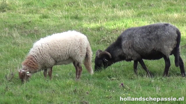 Hollandsche Passie: Outisde Picknick Ends in Hardcore Anal