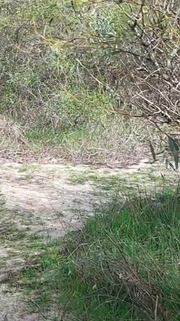 Mamie Cherche Des Amants Nus Dans La forêt!
