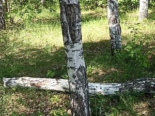 Thick Forest: 枯れた小枝を使って木の上で自慰行為をする。森の毛むくじゃらの女