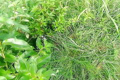 Gangbang straight: National X Naturalne