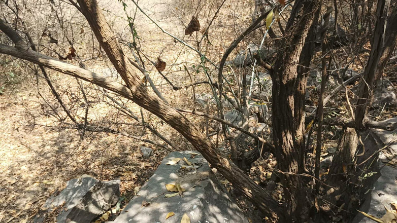 Suthavillagexxx: Tamil Boy Masturbating in the Forest