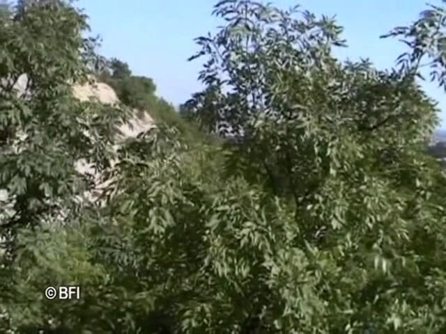 Just Boys: Băieți amatori homosexuali DVD
