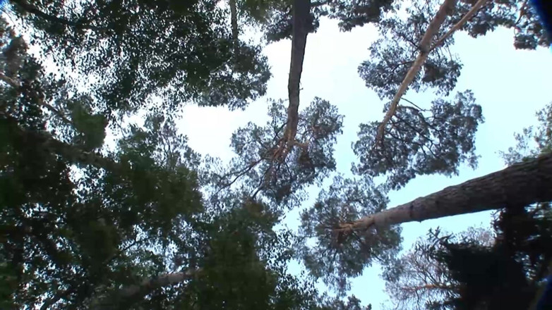 Mature Climax - 100% Mature Videos: Neuken in het bos met haar gemaskerde vriend