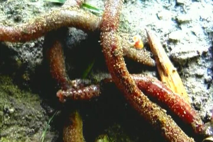 THAGSON RETRO: Awek blonde deepthroat zakar berdenyut dan menjolok pepek meleleh