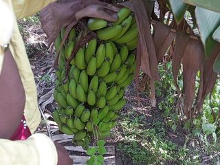 Indian Hijraji: Desi shemale e boyfrends fanno sesso nel giardino delle banane