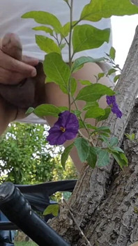 Watch Me Jerking off Outdoors While Hiding Behind a Tree